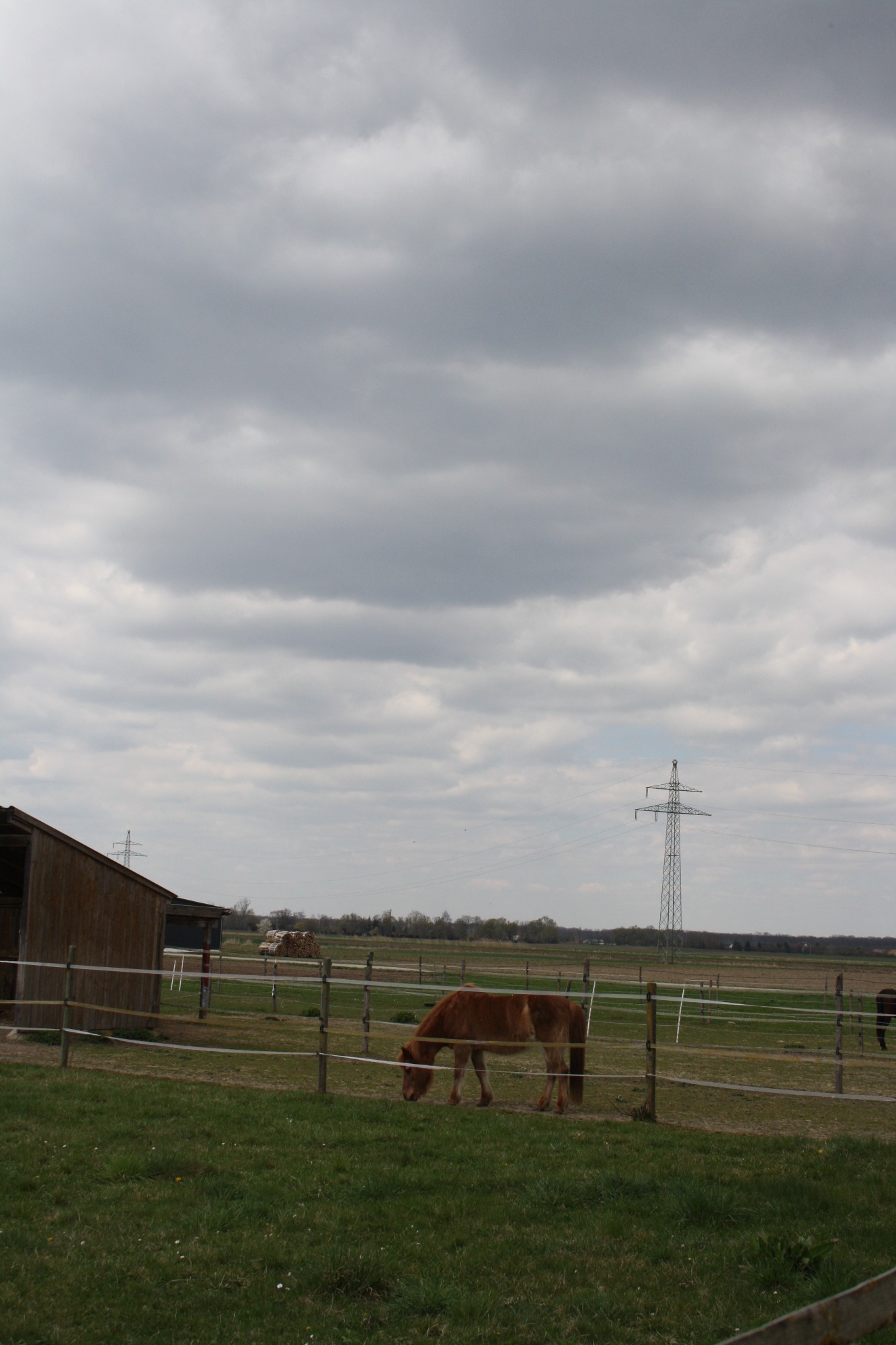 Grasendes Pferd auf der Koppel