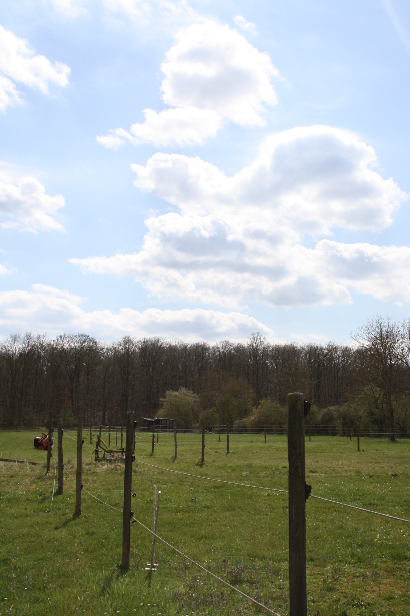 Koppeln mit Waldblick