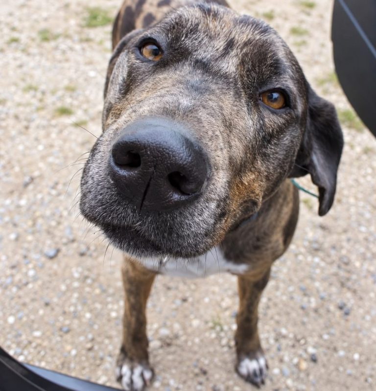 Hofhund Kira