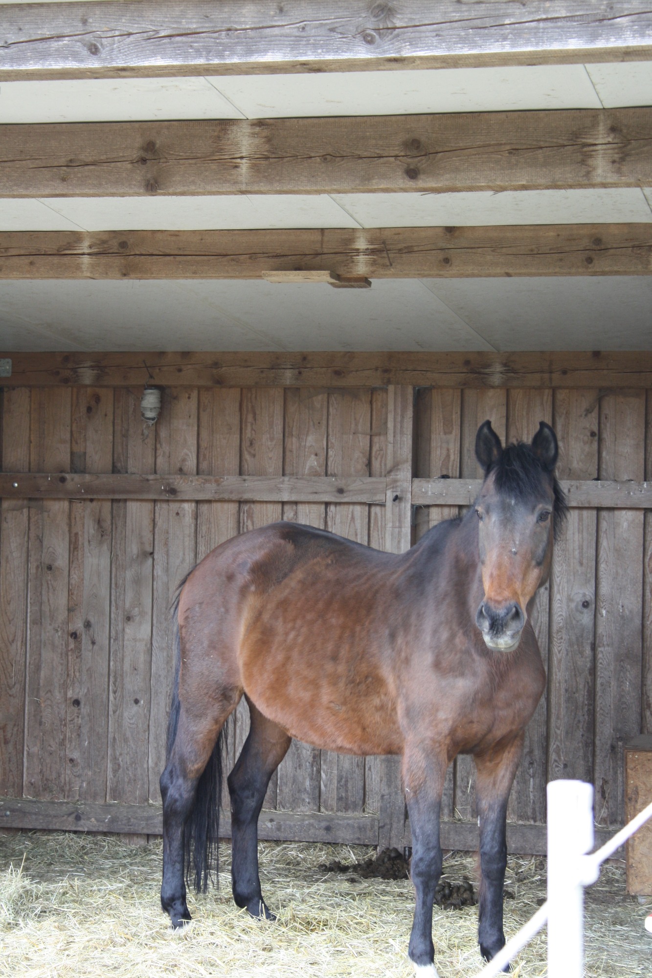 Pferd im Unterstand